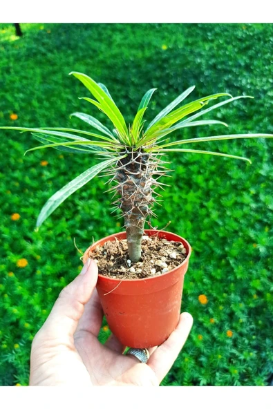Pachypodium Lamerei - Madagaskar Palmiyesi, 8.5 Cm Saksıda