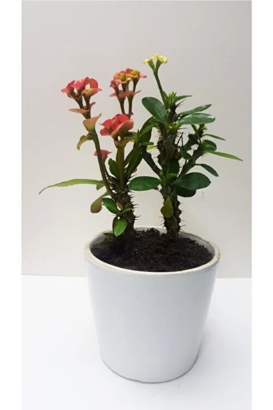 8276373839838484894 ürün görseli 1