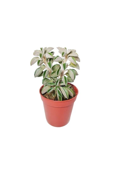 Peperomia Asperula - Peperomia Kaktüs Sukulent Mini - Ev Ofis Salon Iç Mekan Bitkisi - 10 Cm