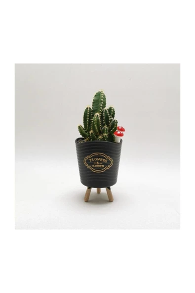 Ayaklı Saksıda Kaktüs Cereus Tetragonus - Resim 5