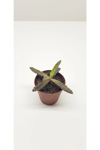 Aşkın Gözyaşı Sukulenti 5.5 Cm'lik Saksıda - Resim 2