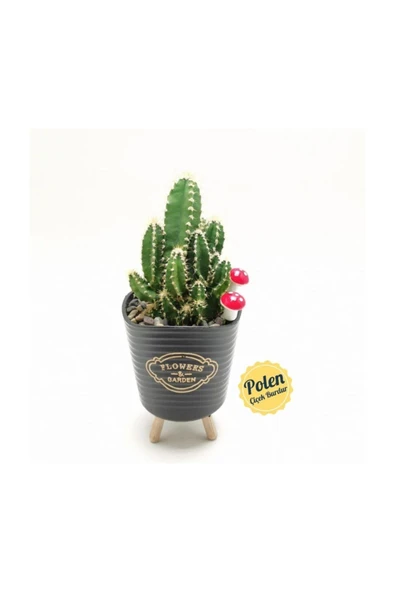 Ayaklı Saksıda Kaktüs Cereus Tetragonus - Resim 2