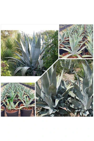 Agave Salmiana Saksılı Doğa Flora ürün görseli