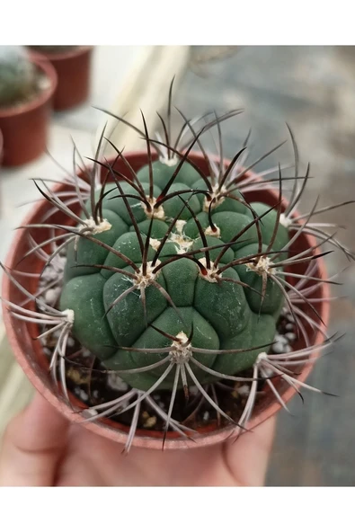 Gymnocalycium Saglionis Kaktüs - 8.5cm Saksı ürün görseli