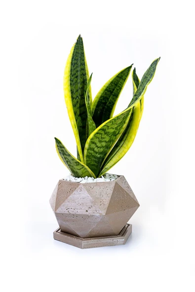 Spike Mokka Saksıda Paşa Kılıcı Sansevieria ürün görseli