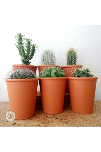 Ithal Seramik Saksıda Parodia Leninghausii Kaktüs - Resim 4