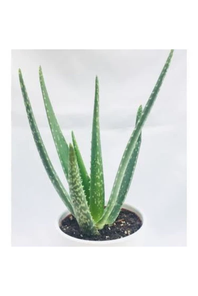2 Adet Aloe Vera Plastik Saksıda