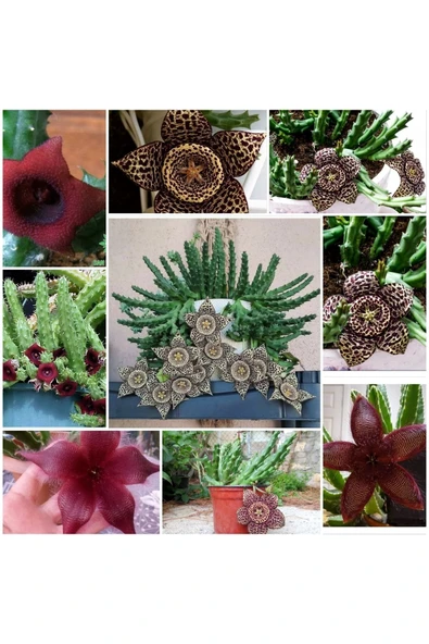 3 Çeşit Leş Kaktüsü 5.5 Saksıda - Resim 2