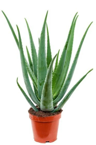 Aloe Vera - Aloevera - 2