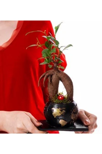 World Serisi Canlı Ficus Bonsai Bitkisi - Resim 3