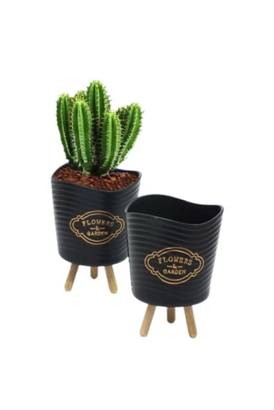 Dekoratif Saksıda Kaktüs ürün görseli