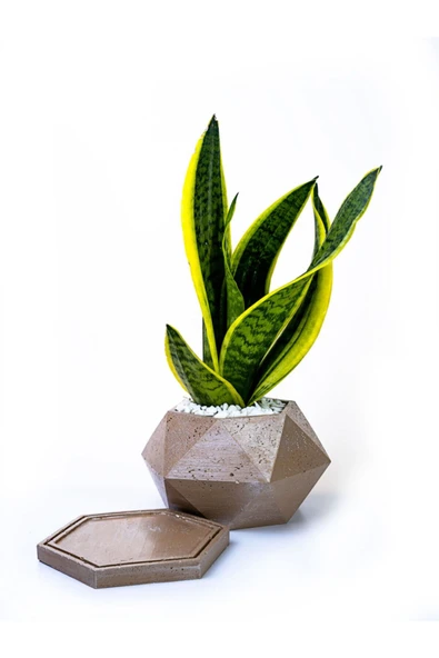 Spike Mokka Saksıda Paşa Kılıcı Sansevieria - Resim 2