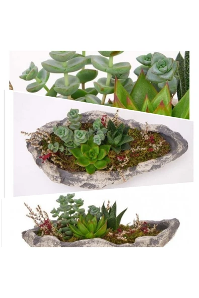 Şık ve El Yapımı Beton Kayık Saksıda Sukulent ürün görseli 1