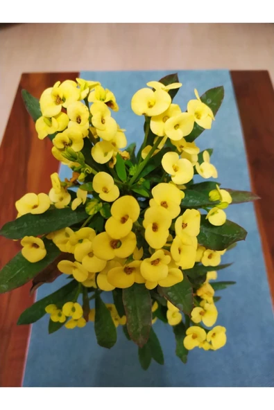 Bol Çiçekli Dev Ithal Dikenler Tacı ürün görseli