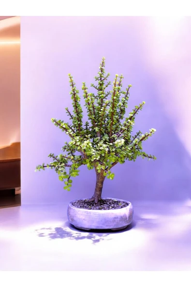 Dekoratif beton saksı bunsay jade plant içindeki Bonsai ile hediye - Resim 3