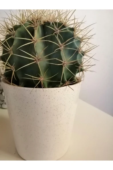 Kaktüs Büyük Boy Seramik Saksıda Çevre Ölçüsü 60cm ürün görseli 1
