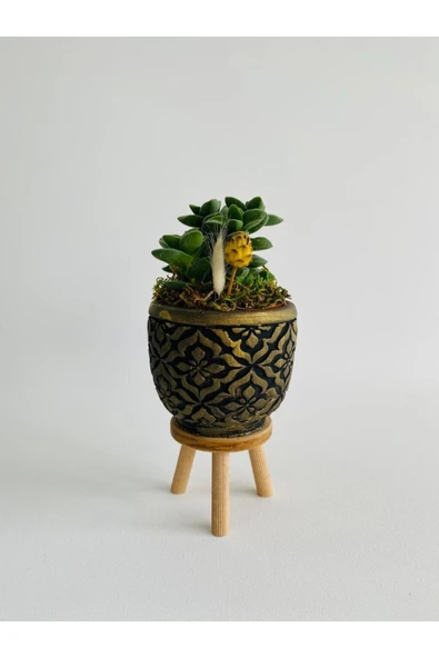 Siyah Mozaik Desenli Ayaklı Beton Saksıda Sukulent (crassula Springtime) Para Çiçeği - 2