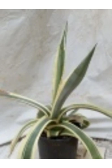 Kaktüs Agave - Resim 2