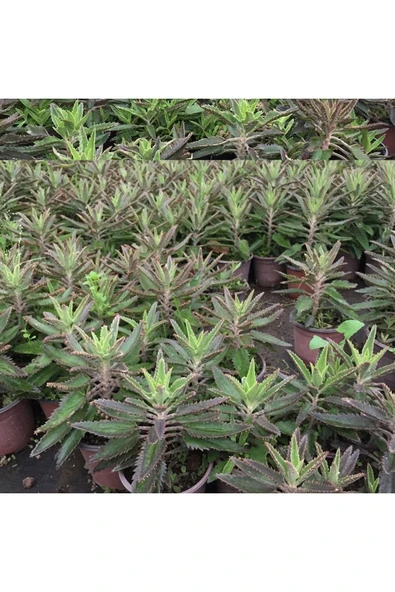 BOL YAVRULU AŞKIN GÖZYAŞLARI ÇİÇEĞİ (KALANCHOE DAİGREMONTİANA) / 30-40 CM. ürün görseli