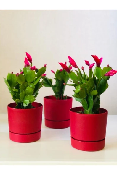 Yılbaşı Çiçeği Yılbaşı Kaktüsü Yeniyıl Bitkisi Ev Ofis Salon Bitkisi ürün görseli