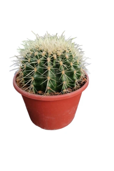 Altın Fıçı Kaktüs -Echinocactus Grusonii-Varil Kaktüs-Top Kaktüs / 15 cm ürün görseli