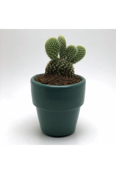 Gardenia Koyu Yeşil Beton Saksı Ve Canlı Tavşan Kulağı Kaktüs Çiçeği ürün görseli