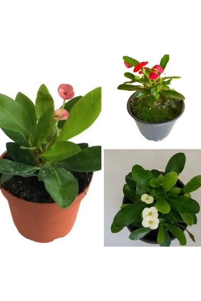 Dikenler Tacı Milli Euphorbia Set 3 Adet Kırmızı-pembe-beyaz ürün görseli 1