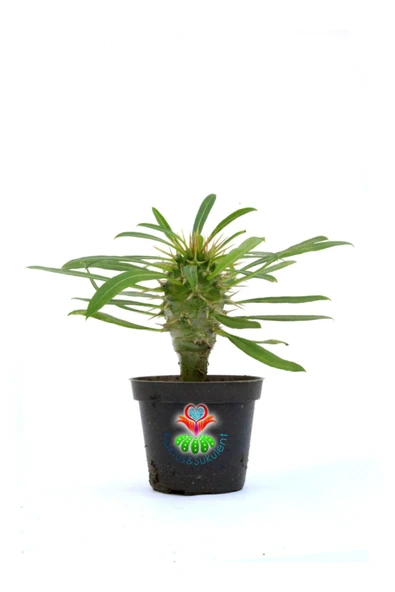 Madagaskar Palmiyesi-pachypodium Lamerei-6,5 Cm Saksıda