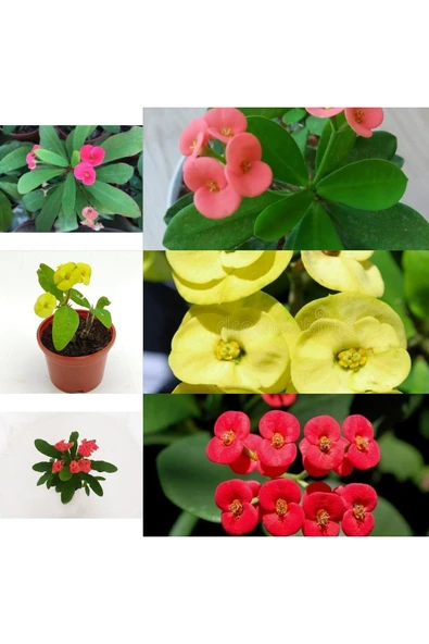 3 Adet 3 Renk Dikenler Tacı Sarı Kırmızı Pemde 5.5 Saksılı Owodıke ürün görseli