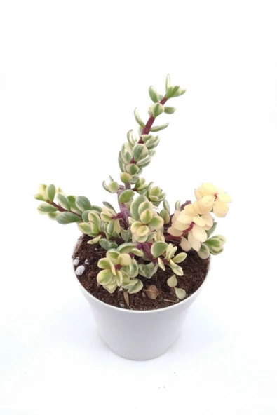 Portulacaria Afra Sukulent - 8.5 Cm Saksı - Resim 2