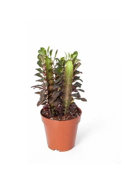 Euphorbia Trigona Rubra Süt Kaktüsü Süt Ağacı 30 Cm Saksı Bitkisi - Ev Bitkisi
