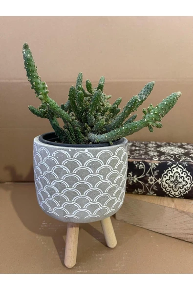 Opuntia Monacantha 12*9 Cm Beton Ayaklı Saksıda Radyasyon Emici Kaktüs Iç Mekan Bitkisi