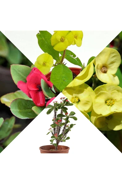 2 Dikenler Tacı Sarı Ve Kırmızı ürün görseli