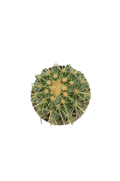 Echinocactus Grusonii Altın Fıçı Kaktüs Çap 12.5 - Resim 2