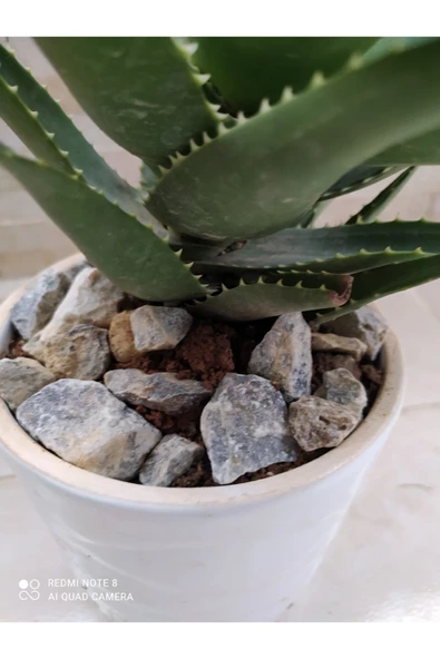 Porselen Saksıda Tıbbi Sarısabır - Resim 2