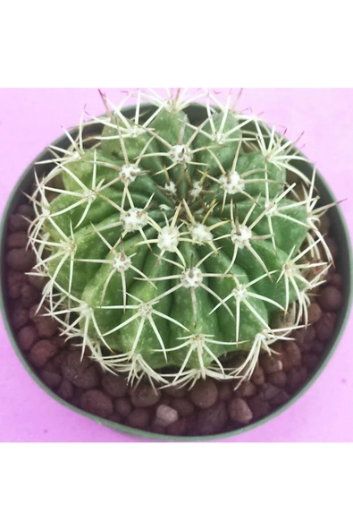 Melocactus - Resim 2