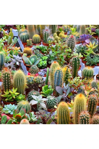 10 litre Süper Organik Kaktüs Toprağı (17 çeşit ağaç yaprağı ve 3 çeşit hayvan gübresi karışımı) - Resim 2