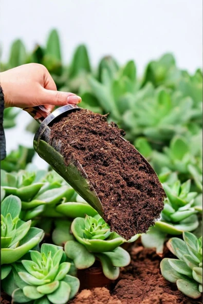 5 litre Süper Organik Kaktüs Toprağı (17 çeşit ağaç yaprağı ve 3 çeşit hayvan gübresi karışımı) - Resim 2