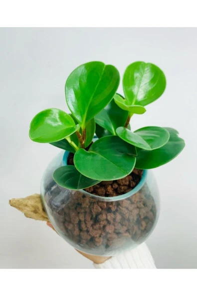 Cam Saksıda Peperomia ürün görseli