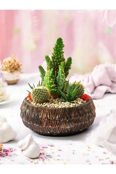 Taş Saksıda Kaktüs ve Sukulent Aranjman Seti Kod1 - Resim 3