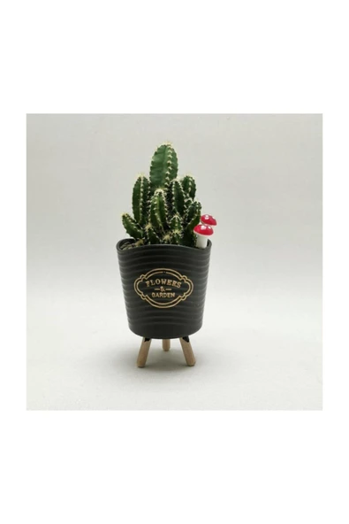 Ayaklı Saksıda Kaktüs Cereus Tetragonus ürün görseli