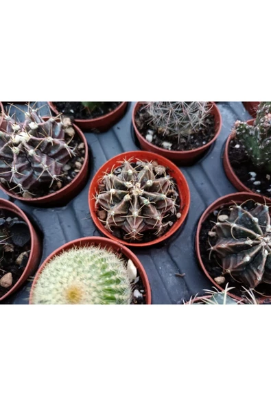 Gymnocalycium Mihanovichii 5.5cm ürün görseli