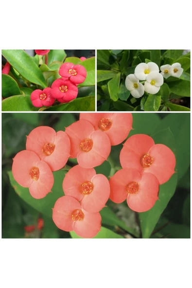 3 Adet Dikenler Tacı Pembe Kırmızı Beyaz Doğa Flora ürün görseli 1