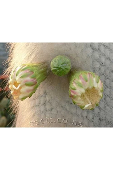 Cephalocereus Senilis, Çiçek Açan Sütun Kaktüs - 6