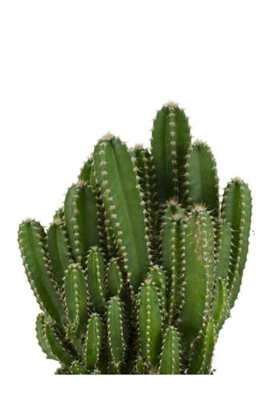 Cereus Peruvianus -florida-radrasyon - 2