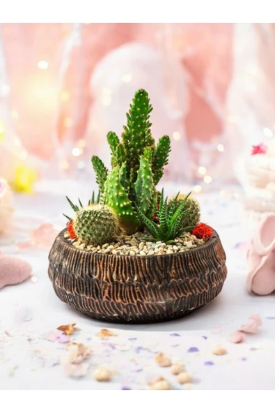 Taş Saksıda Kaktüs ve Sukulent Aranjman Seti Kod1 ürün görseli