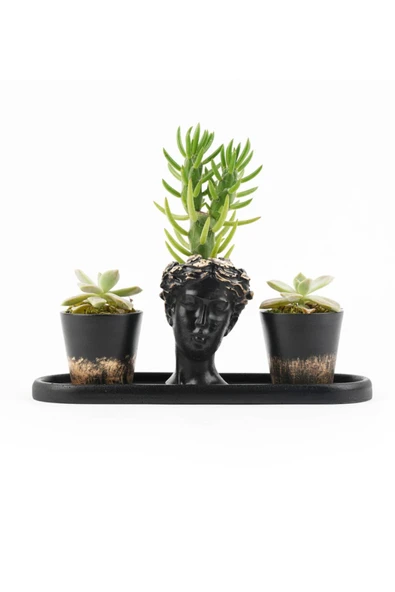 Truva Sukulent Seti (helen/sülün 305) ürün görseli 1