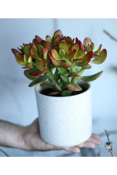 Crassula Ovata Bereket Çiçeği, Büyük Boy, Saksıda ürün görseli