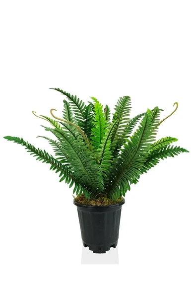 Plastik Saksıda Nephrolepis (Aşk Merdiveni) Bitki 60cm