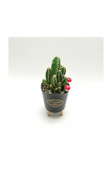 Ayaklı Saksıda Kaktüs Cereus Tetragonus - Resim 3